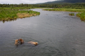 three brown bears in river