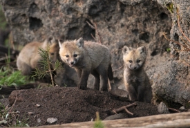 three fox pups