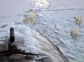 three polar bears approach submarine in arctic circle