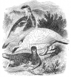 three ptarmigans birds engraved illustration