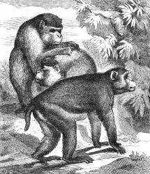 three rhesus monkey illustration