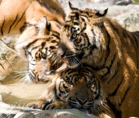 three Sumatran tigers