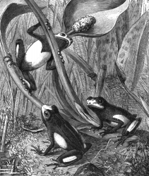 three tree frogs on branch bw animal illustration
