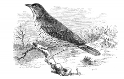 thrush bird illustration