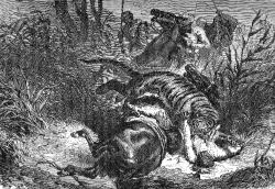 tiger attacking soldier on horse illustration