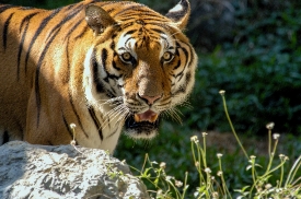 tiger face shows eyes toungue mouth open closeup