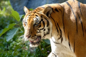 tiger face with distinctive vertical black stripe