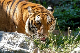tiger gazing hides behind rock