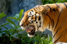 tiger is the largest living cat species