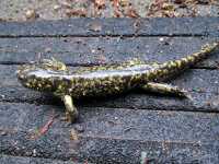 tiger salamander-5