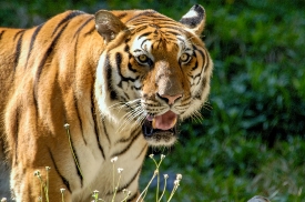 tiger shows sharp teeth, strong jaws and agile body