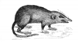 tikus gymnura insectivora illustration