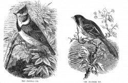 tit-tit engraved bird illustration