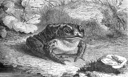 toad Illustration