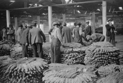 tobacco auction durham north carolina 1939