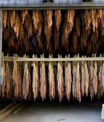 tobacco barns in suffield connecticut