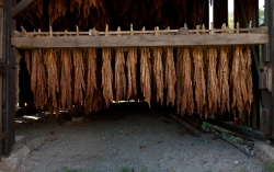 tobacco barns in suffield connecticut 5