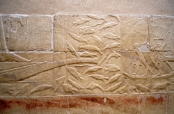 tomb-bas-relief-hieroglyphs-sakkara-photo-image-1180a