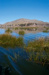 tortora reeds lake titicaca photo 0015a