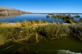 tortora reeds lake titicaca photo 0017aaa