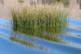 tortora reeds uros island lake titicaca 415a