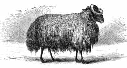 touareg breed sheep illustration