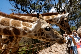 tourist feeding giraffee nairobi kenya
