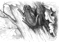 tree frog illustration
