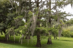 trees draped with spanish moss at brookgreen gardens