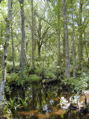 Trees ferms in cypress maple swamp