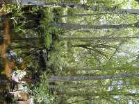 Trees ferms in cypress maple swamp
