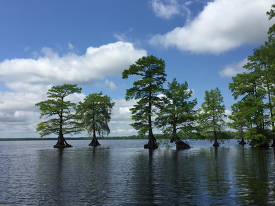 Trees in Great Dismal Swamp Lake Drummond