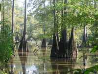 Trees Lake Martin in Louisiana swamp