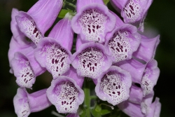 Tubular shaped closeup purple foxglove flower