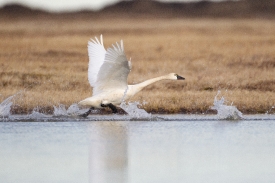 tundra swan takeoff in flight