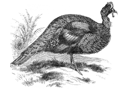 turkey bird illustration