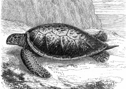 turtle illustration 460