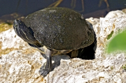 Turtle Red Belly in everglades florida