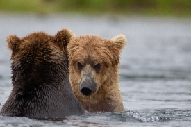 two bears staring at each other in water