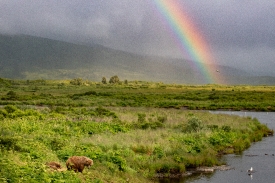 two bears walking along river with rainbow