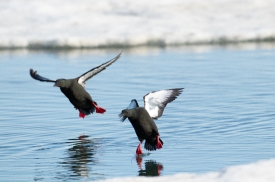 two black guillemot birds landing
