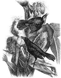 two blackbirds eating corn in fields engraved bird illustration