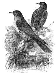 two cuckoo birds in tree engraved illustration