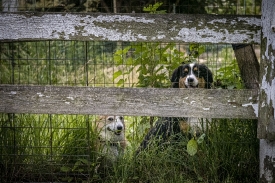 two dogs looking out from wooden fence