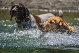 two dogs plaiying in a lake