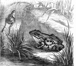 two frogs in near pond illustration