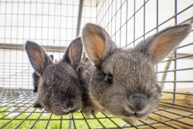 two gray rabbits front view