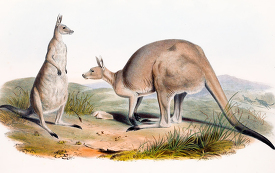 Two Great Gray Kangaroos color illustration