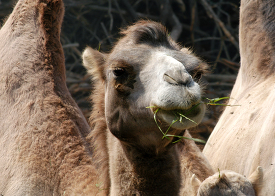 two humped front view of camel face chewing food