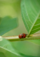 two lady bug beetles